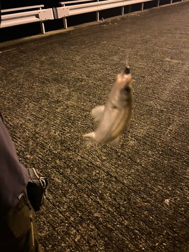 セイゴ（タイリクスズキ）の釣果