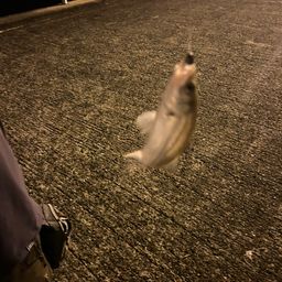 セイゴ（タイリクスズキ）