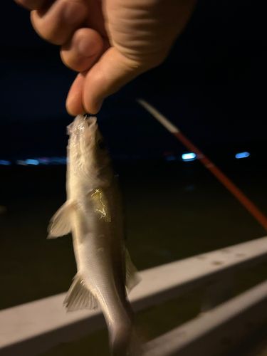 セイゴ（タイリクスズキ）の釣果