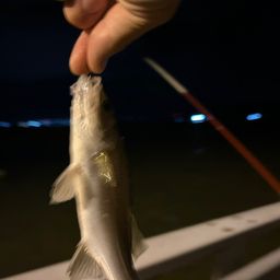 セイゴ（タイリクスズキ）