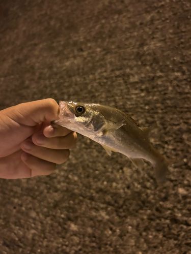 セイゴ（タイリクスズキ）の釣果
