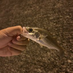 セイゴ（タイリクスズキ）