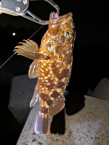 カサゴの釣果