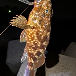 カサゴ