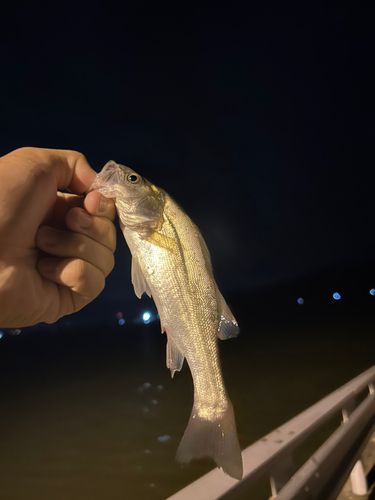 セイゴ（タイリクスズキ）の釣果