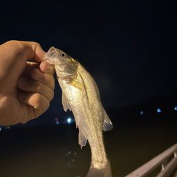 セイゴ（タイリクスズキ）