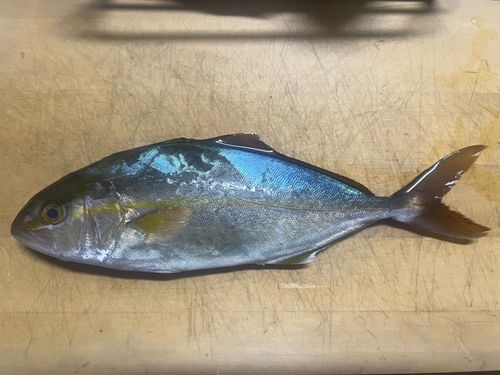 ショゴの釣果