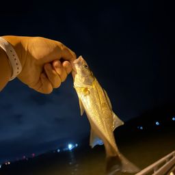 セイゴ（タイリクスズキ）