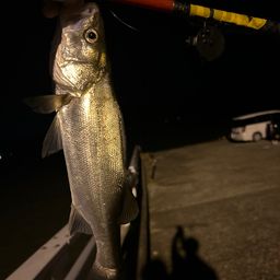 セイゴ（タイリクスズキ）