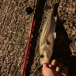 セイゴ（タイリクスズキ）