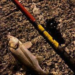 セイゴ（タイリクスズキ）