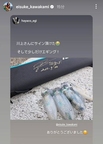 アオリイカの釣果