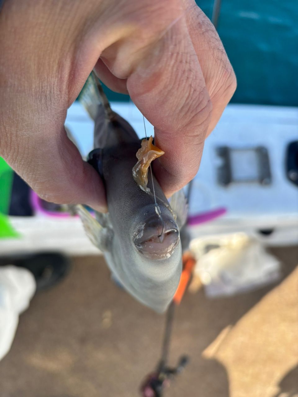 タッチーさんの釣果 3枚目の画像