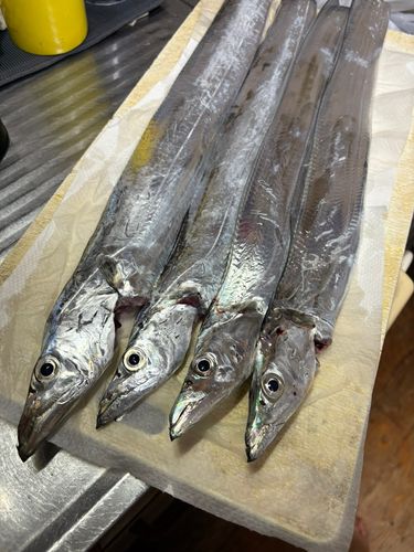 タチウオの釣果