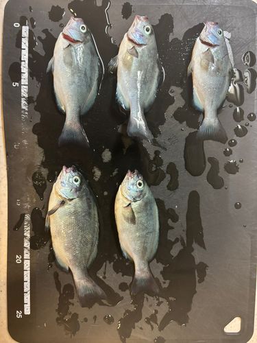 メジナの釣果