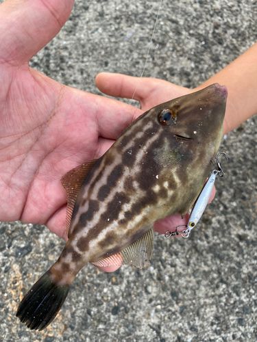 ウマヅラハギの釣果
