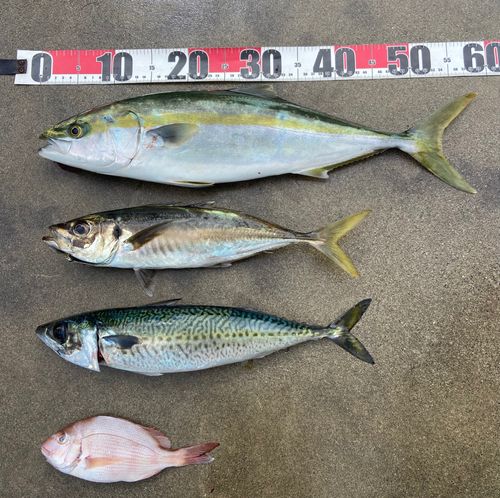 ワラサの釣果