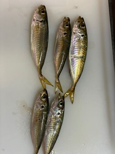 大黒海づり施設
