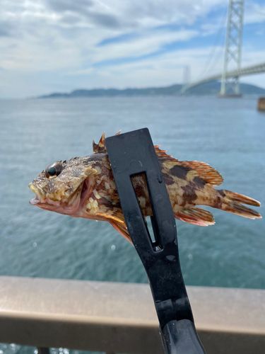 ガシラの釣果