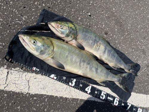 石狩湾