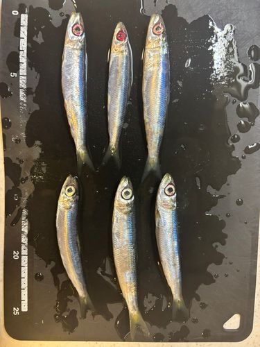 館山湾