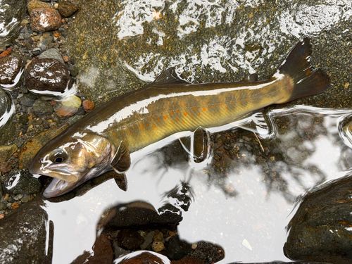 ヤマトイワナの釣果