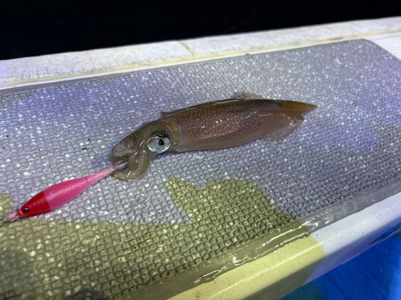 スルメイカ