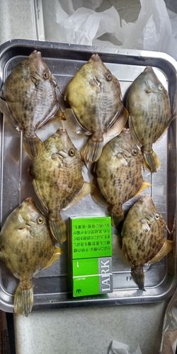 神通川河口