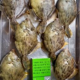 カワハギ
