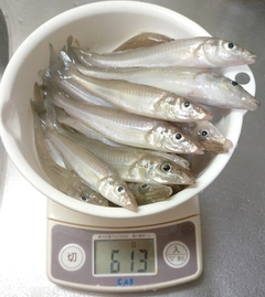 キスの釣果