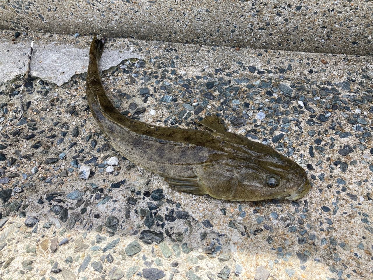 マゴチ