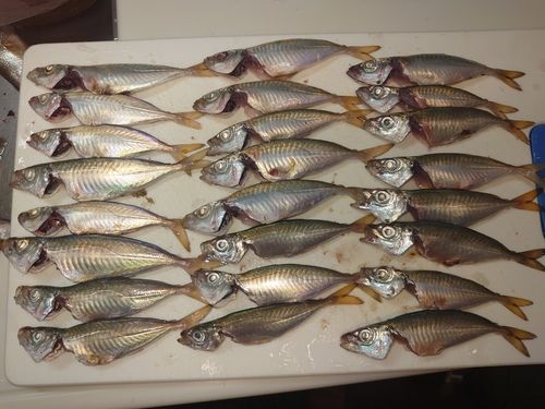 マルアジの釣果