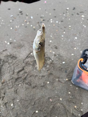 キスの釣果