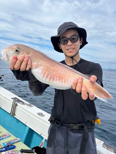シロアマダイの釣果