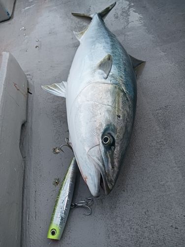 ブリの釣果