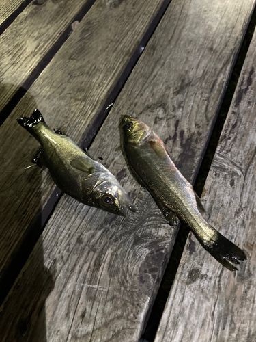 シーバスの釣果