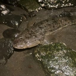 マゴチ