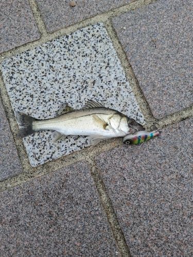 セイゴ（マルスズキ）の釣果
