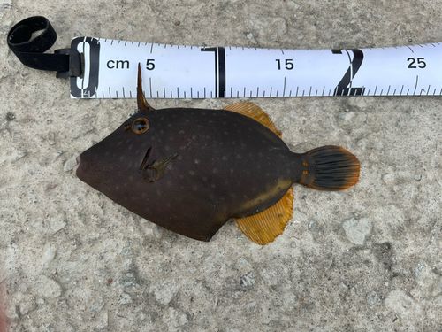 カワハギの釣果