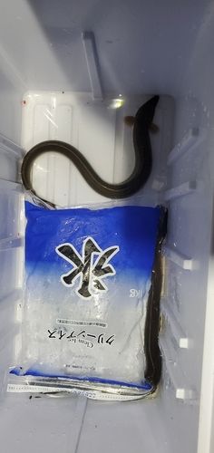 ウナギの釣果