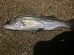 セイゴ（タイリクスズキ）の釣果