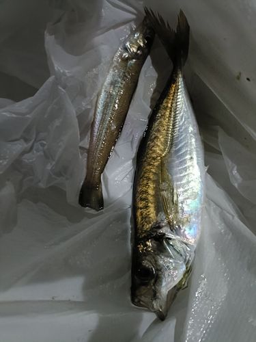 大津漁港