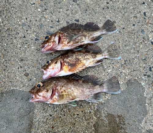 カサゴの釣果