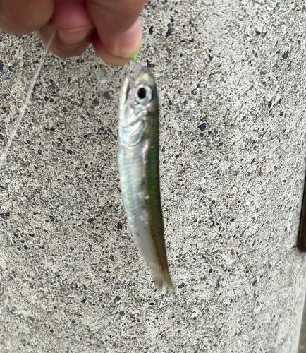 イワシの釣果