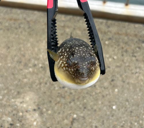 フグの釣果