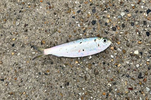 サッパの釣果