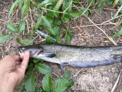 ナマズの釣果