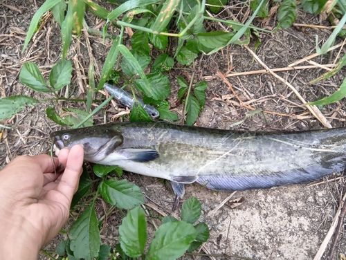 ナマズの釣果