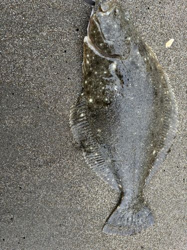 ソゲの釣果