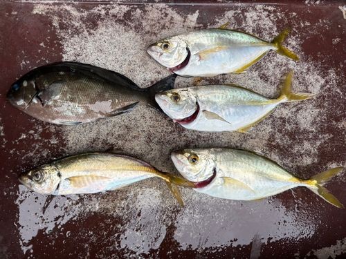 シマアジの釣果